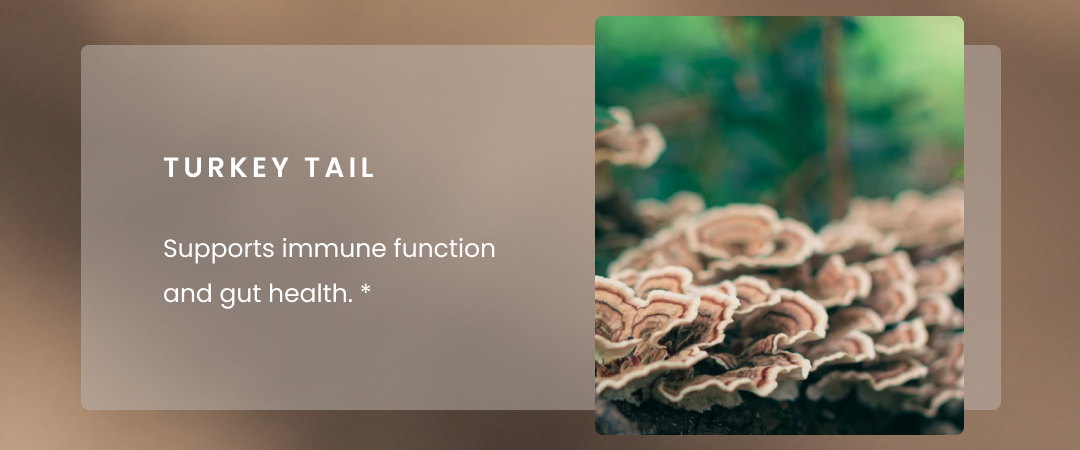 Turkey Tail - Supports immune function and gut health.*