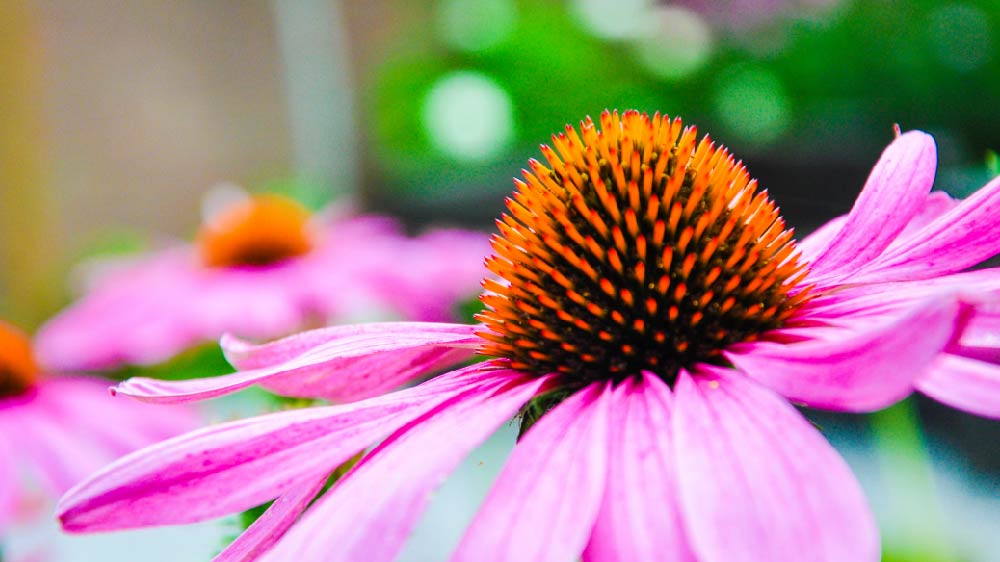 Image Of A Bee On A Flower