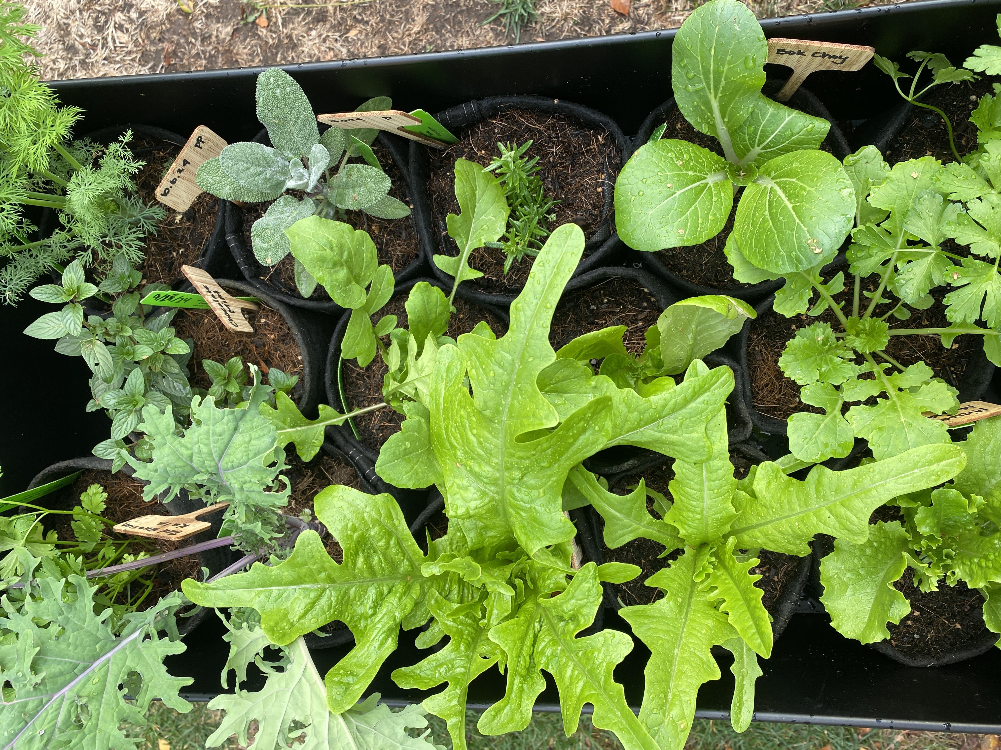 Organic Eau de Cologne Mint Seedling - 4" Live Starter Plant  Planted  Places