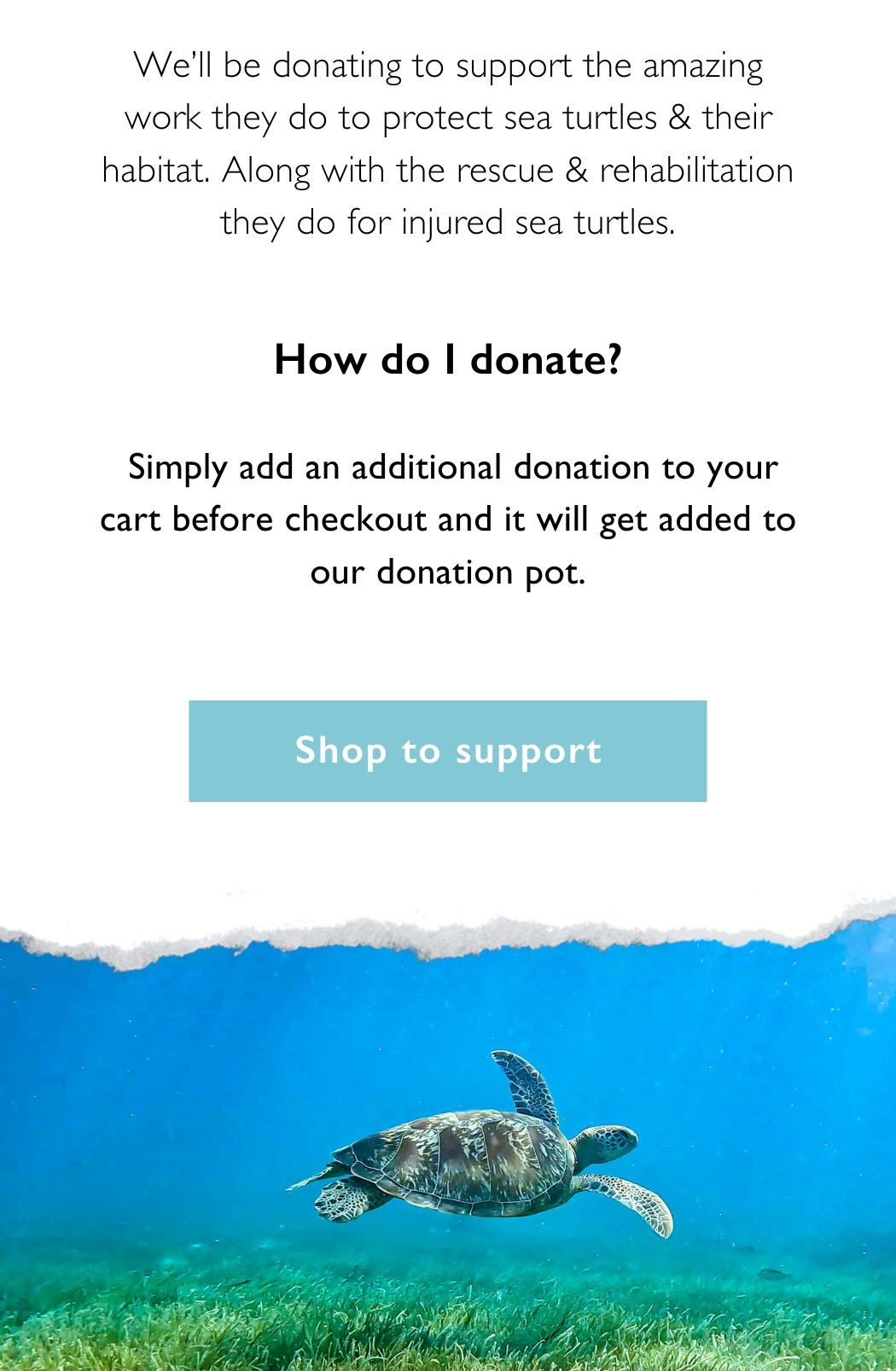 meet our new charity of the month 🐢🤩 Honu