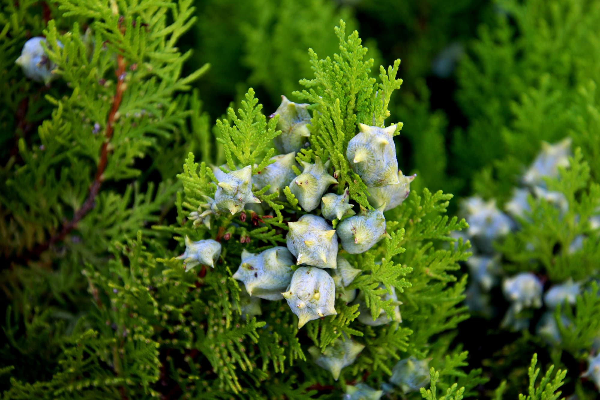 Bai Zi Ren -- Biota Seed