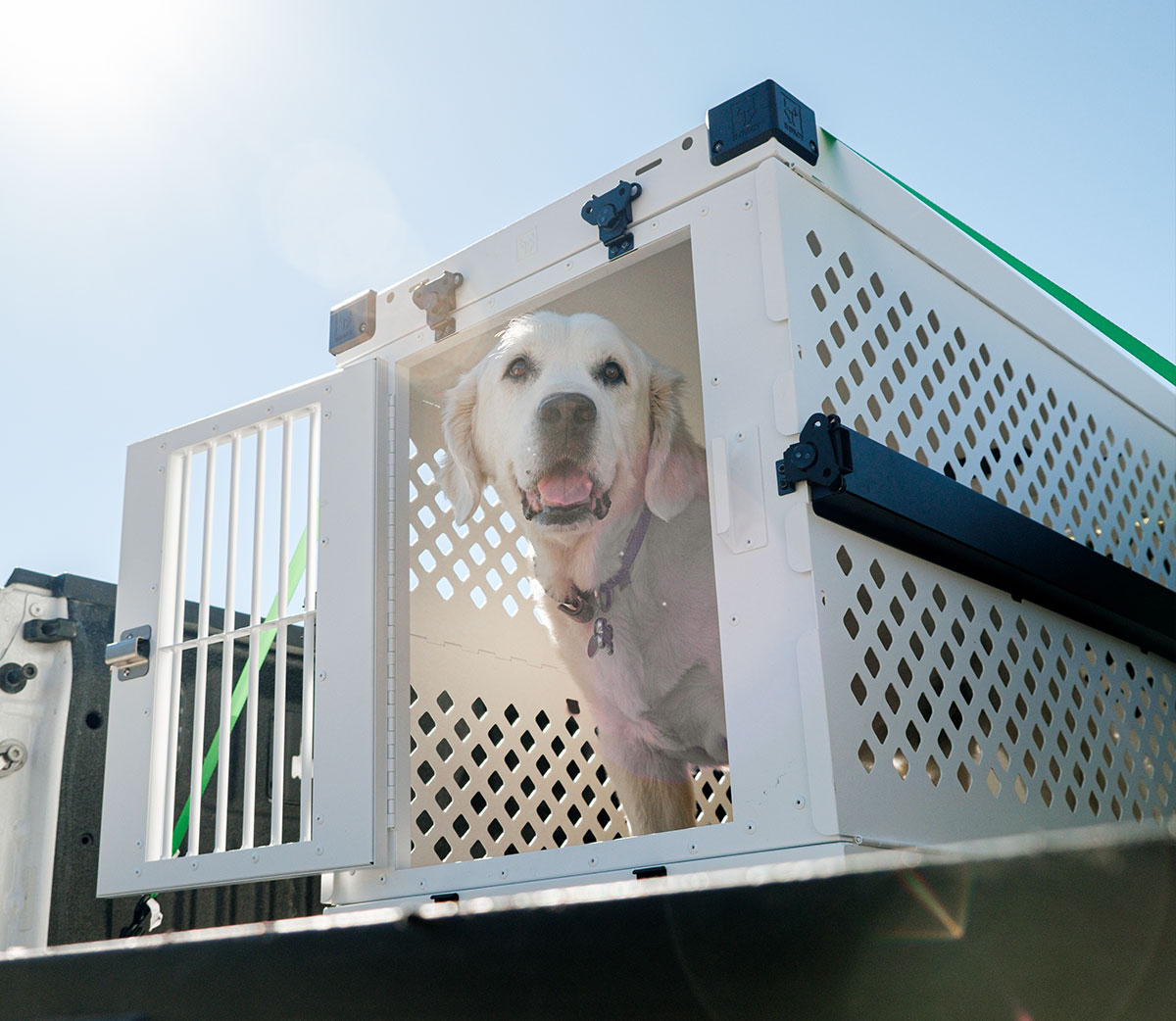 Walk On The Wild Side 🐕 Impact Dog Crates