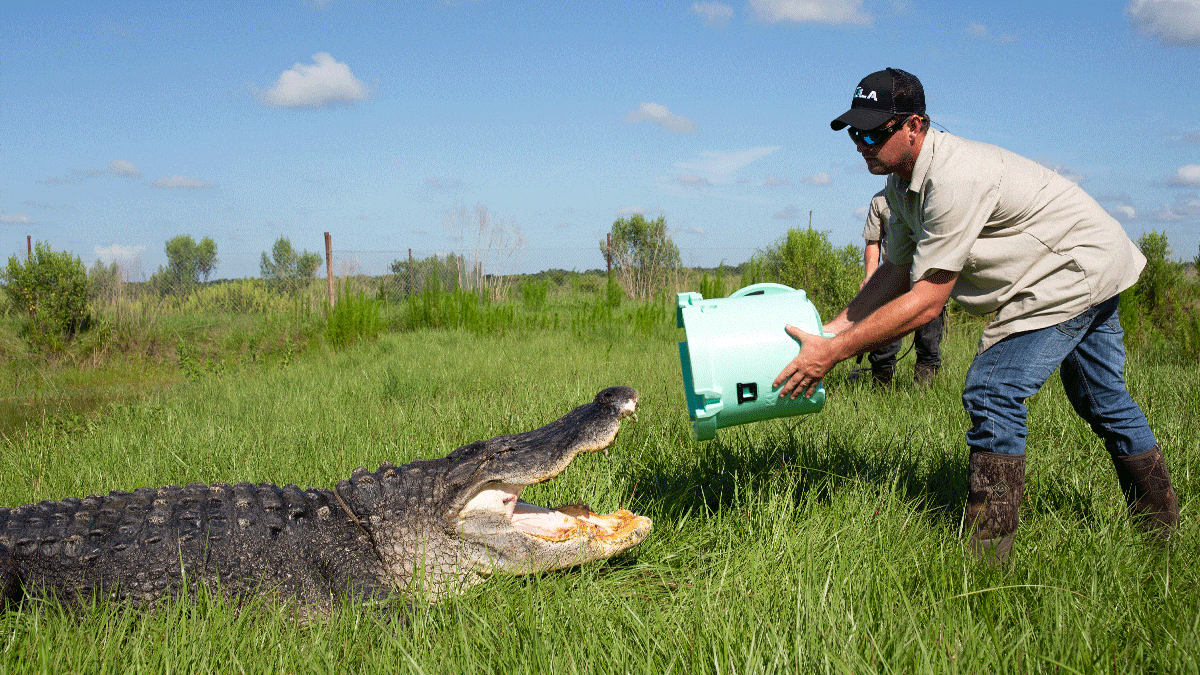 KULA in gator's mouth