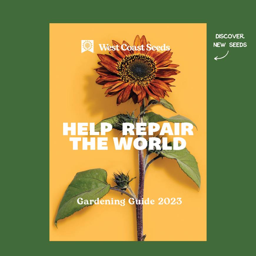 Seed Catalogue Help Repair the World Sunflower Seeds