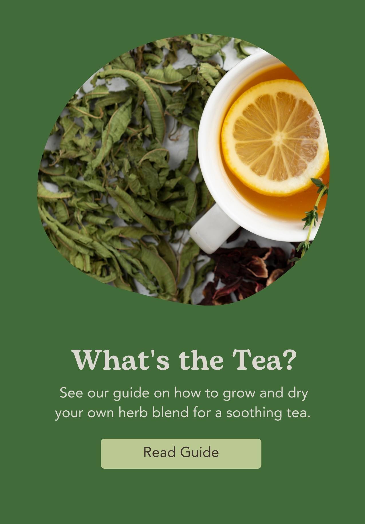 Dry Herbs Tea West Coast Seeds