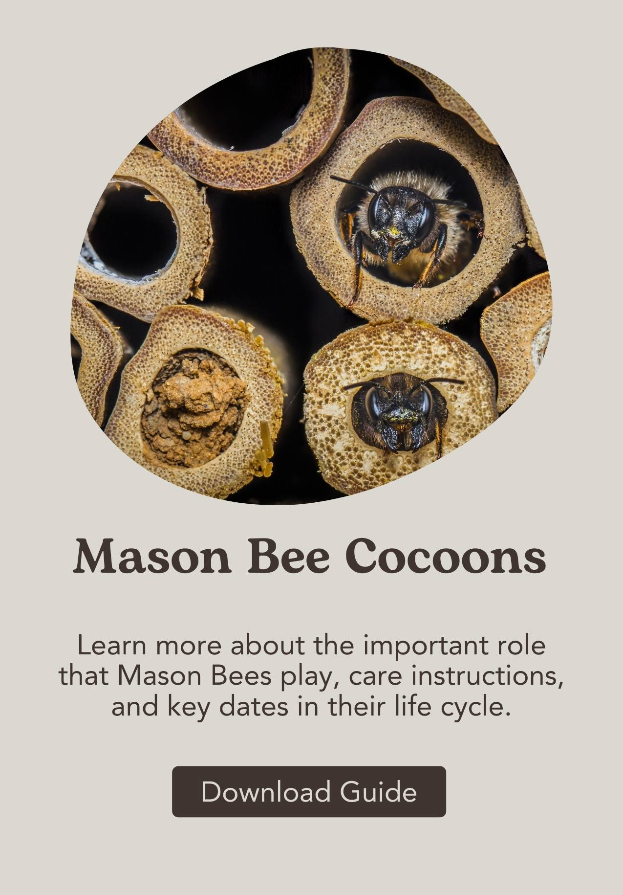 West Coast Seeds Mason Bee Cocoon Guide