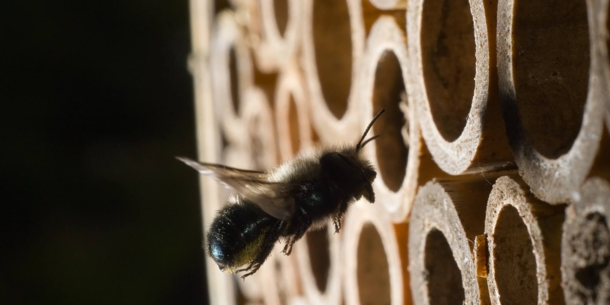 Beekeeping Suit Urban Bee