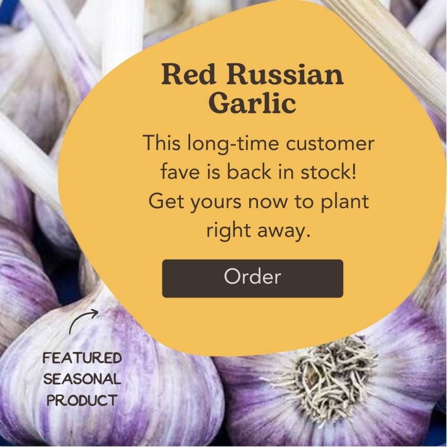 Red Russian Garlic
