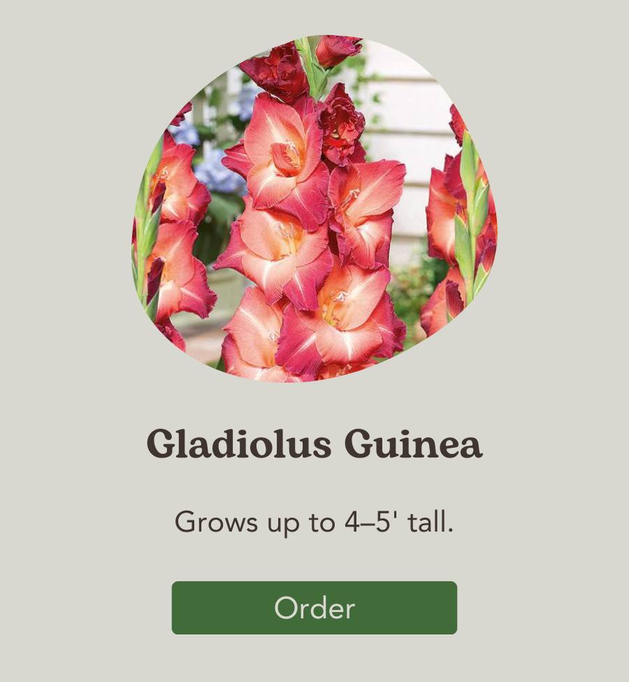 Gladiolus Guinea Flower Bulb