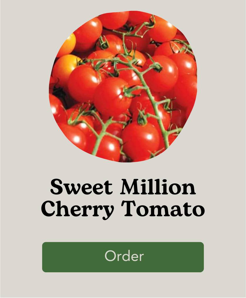 West Coast Seeds Sweet Million Cherry Tomato