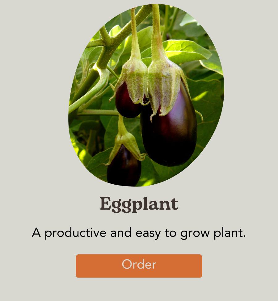 Eggplant Seeds