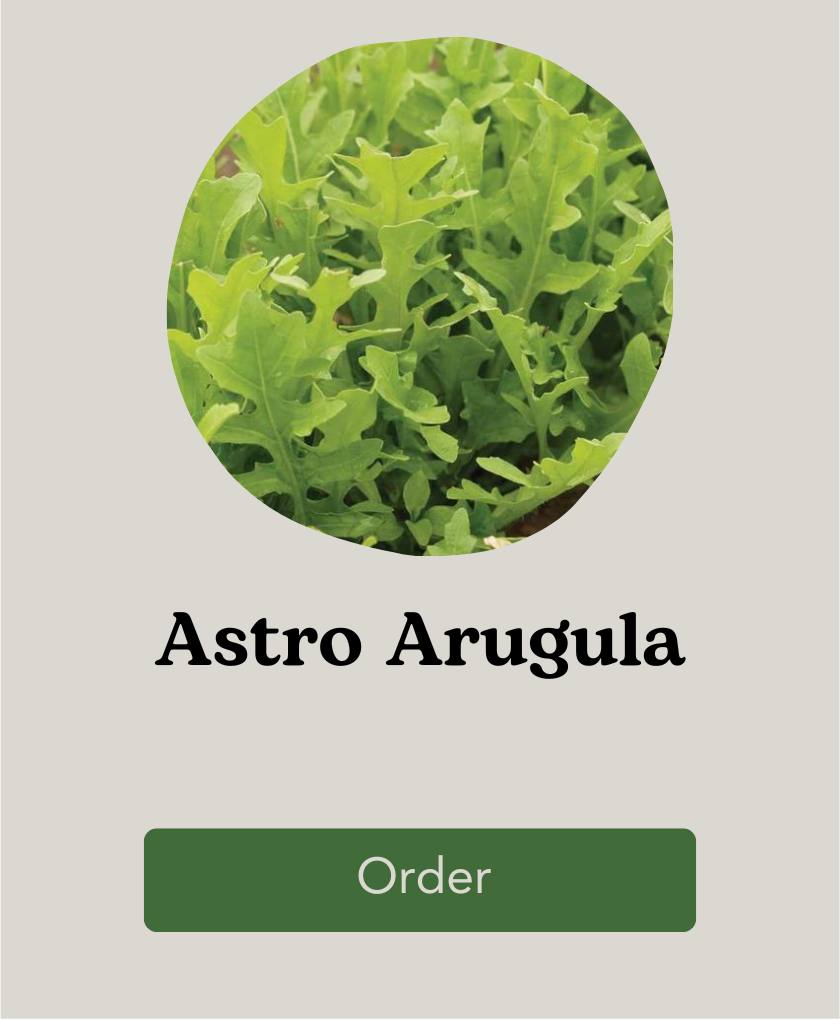 West Coast Seeds Astro Arugula