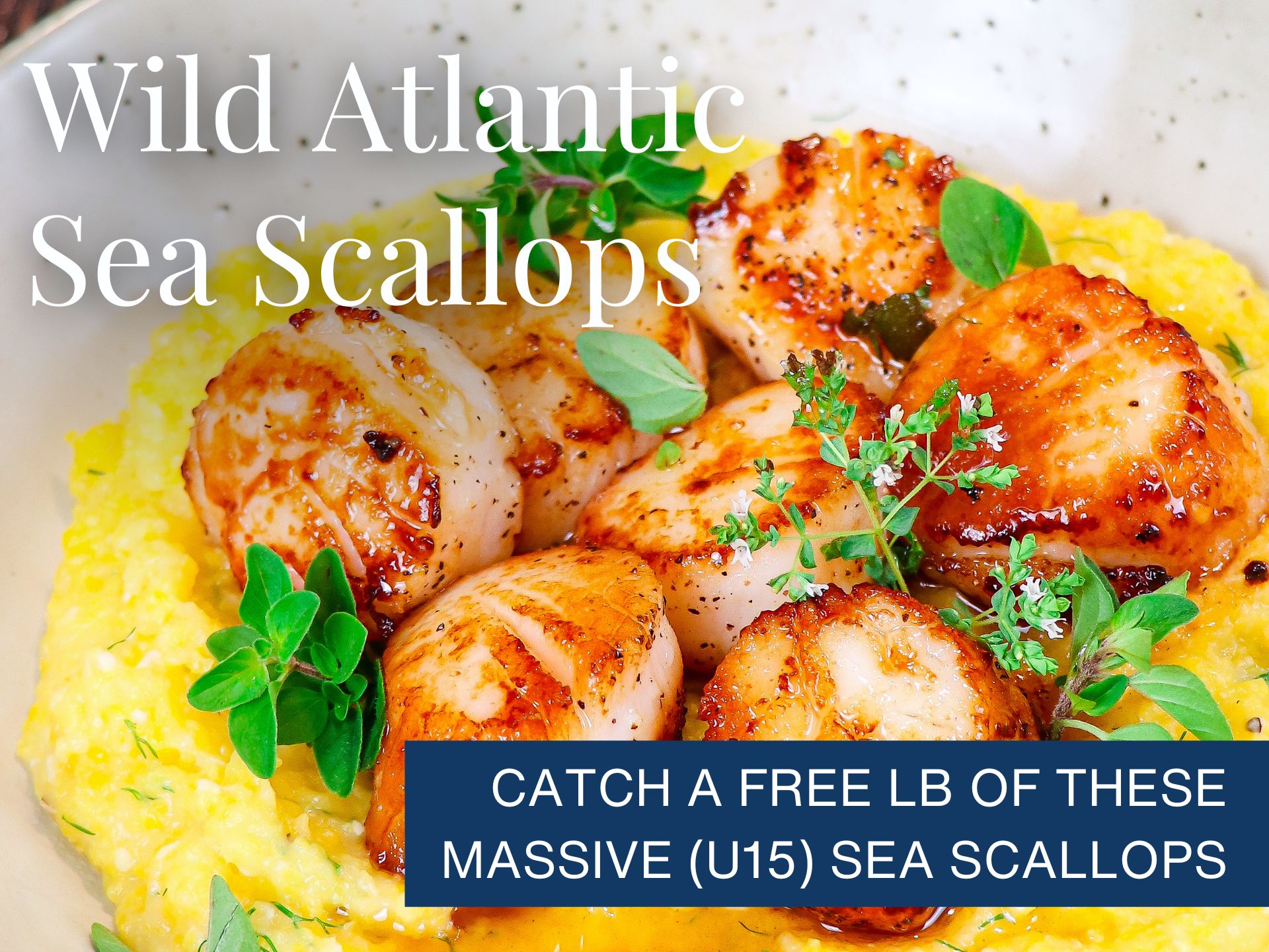 Try These BIG (U15) Sea Scallops! Sizzlefish