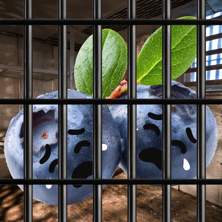 Sad, imprisoned blueberries 😔
