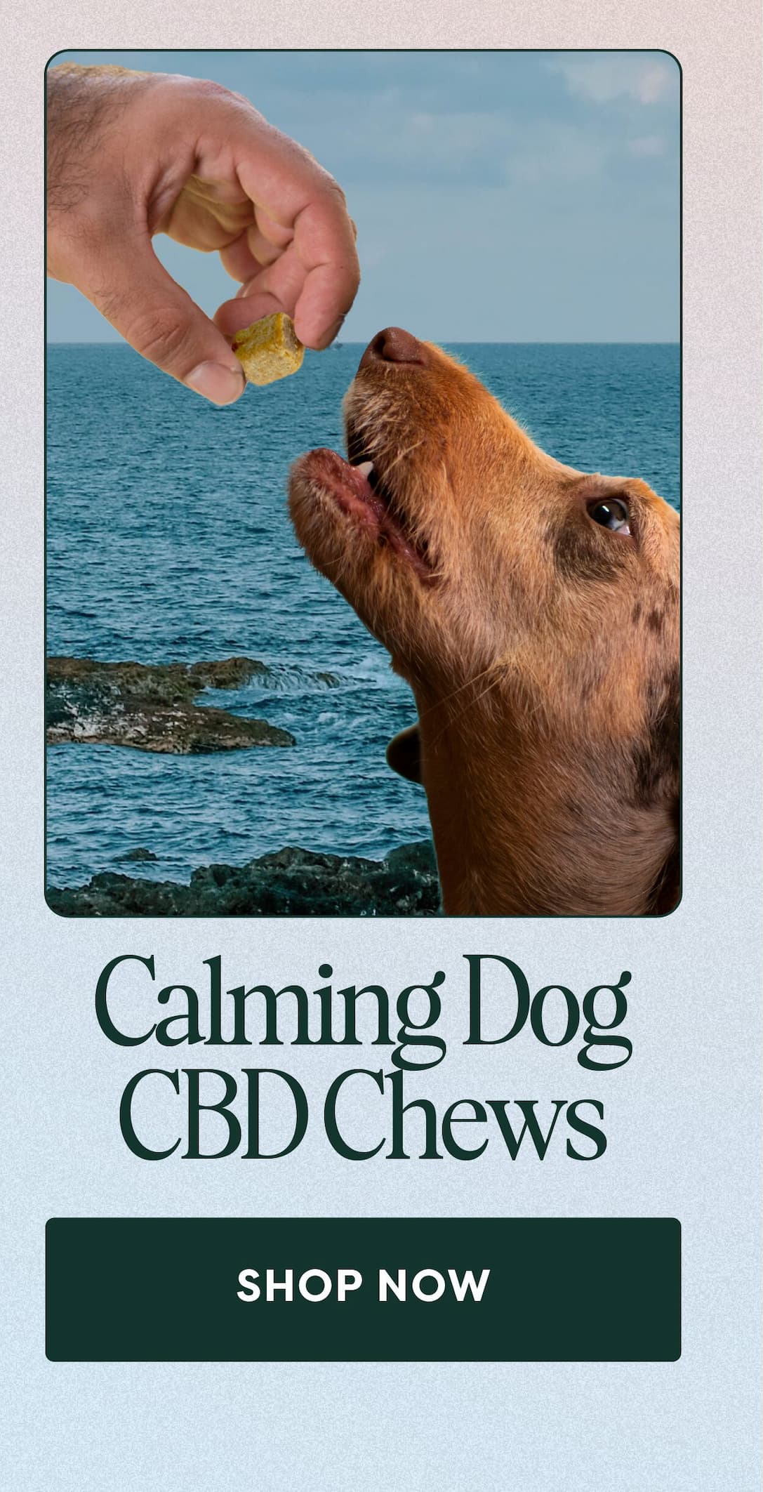Calming Dog CBD Chews. SHOP NOW.