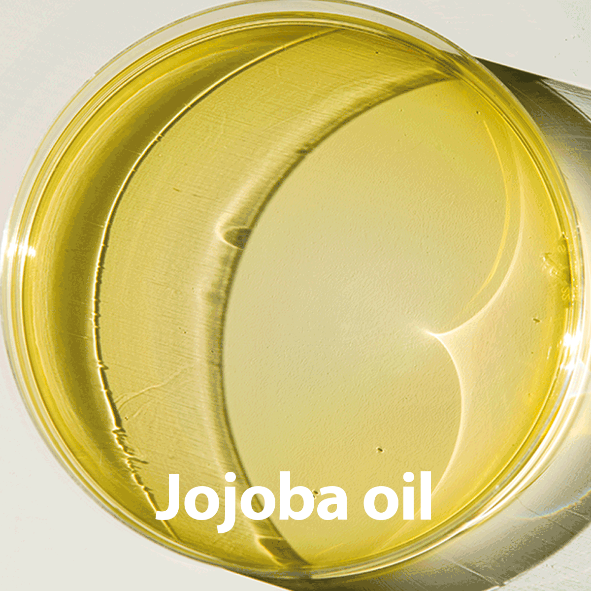 Jojoba oil and its multiple benefits Attitude Living