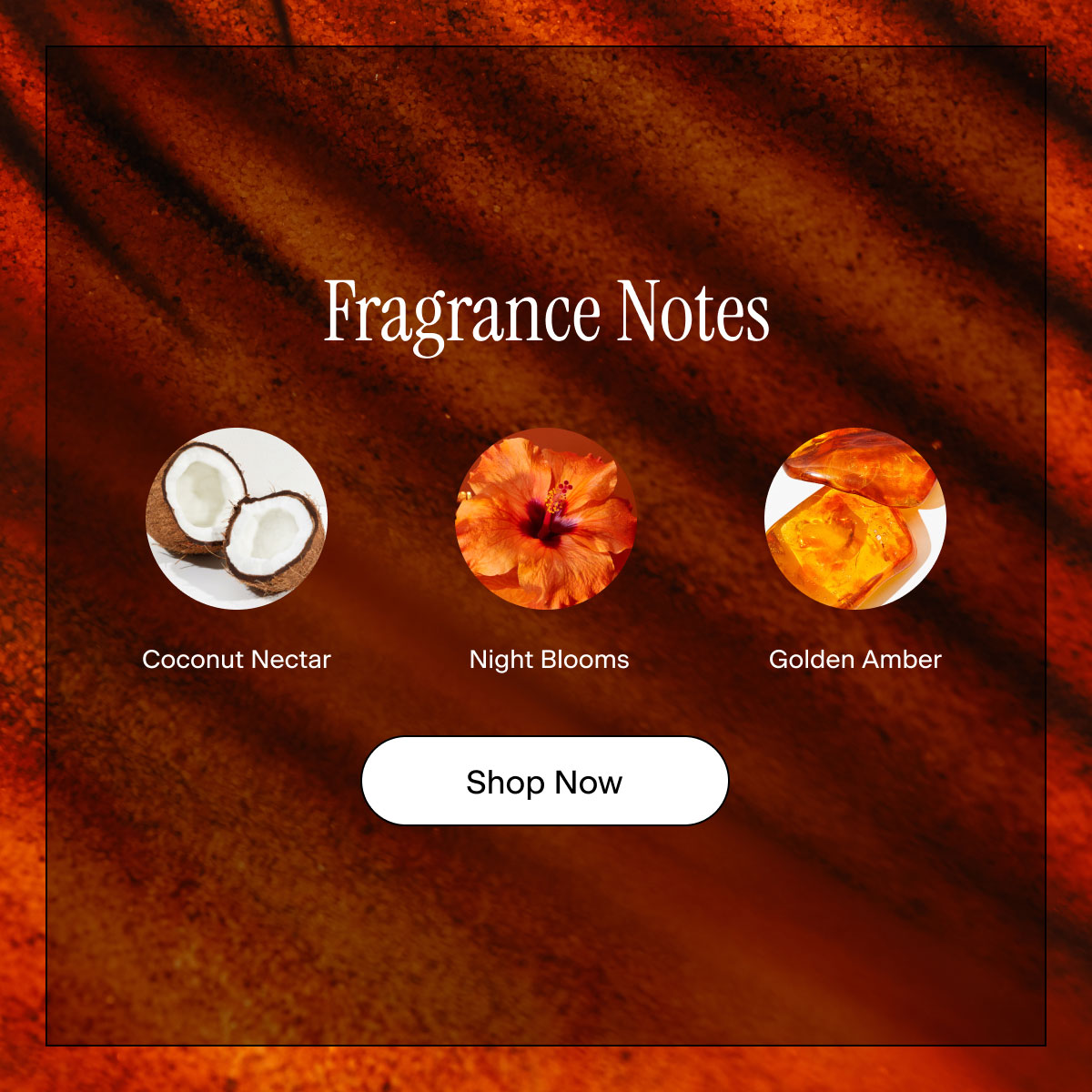 Fragrance Notes: Coconut Nectar, Night Blooms, Golden Amber. Shop Now