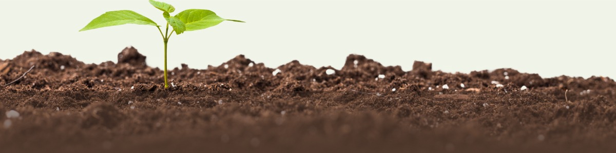 Green sprout growing out of soil