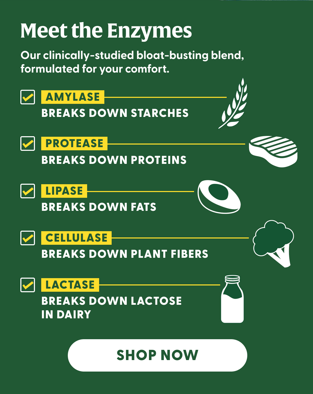 Meet the Enzymes | Our clinically-studied bloat-busting blend, formulated for your comfort. | AMYLASE: Breaks down starches | PROTEASE: Breaks down proteins | LIPASE: Breaks down fats | CELLULASE: Breaks down plant fibers | LACTASE: Breaks down lactose in dairy | SHOP NOW
