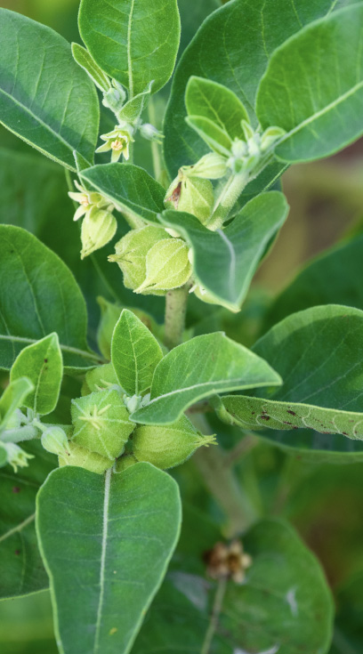 Ashwagandha
