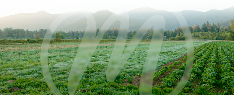 MegaFood M monogram over a green field