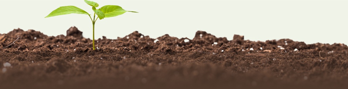 Green sprout growing out of soil