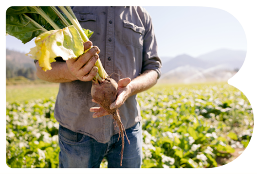 Farmer holding a beet pulled from the ground in a field