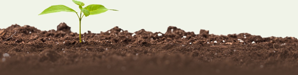 Green sprout growing out of soil