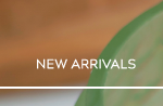 Jilzarah | NEW ARRIVALS