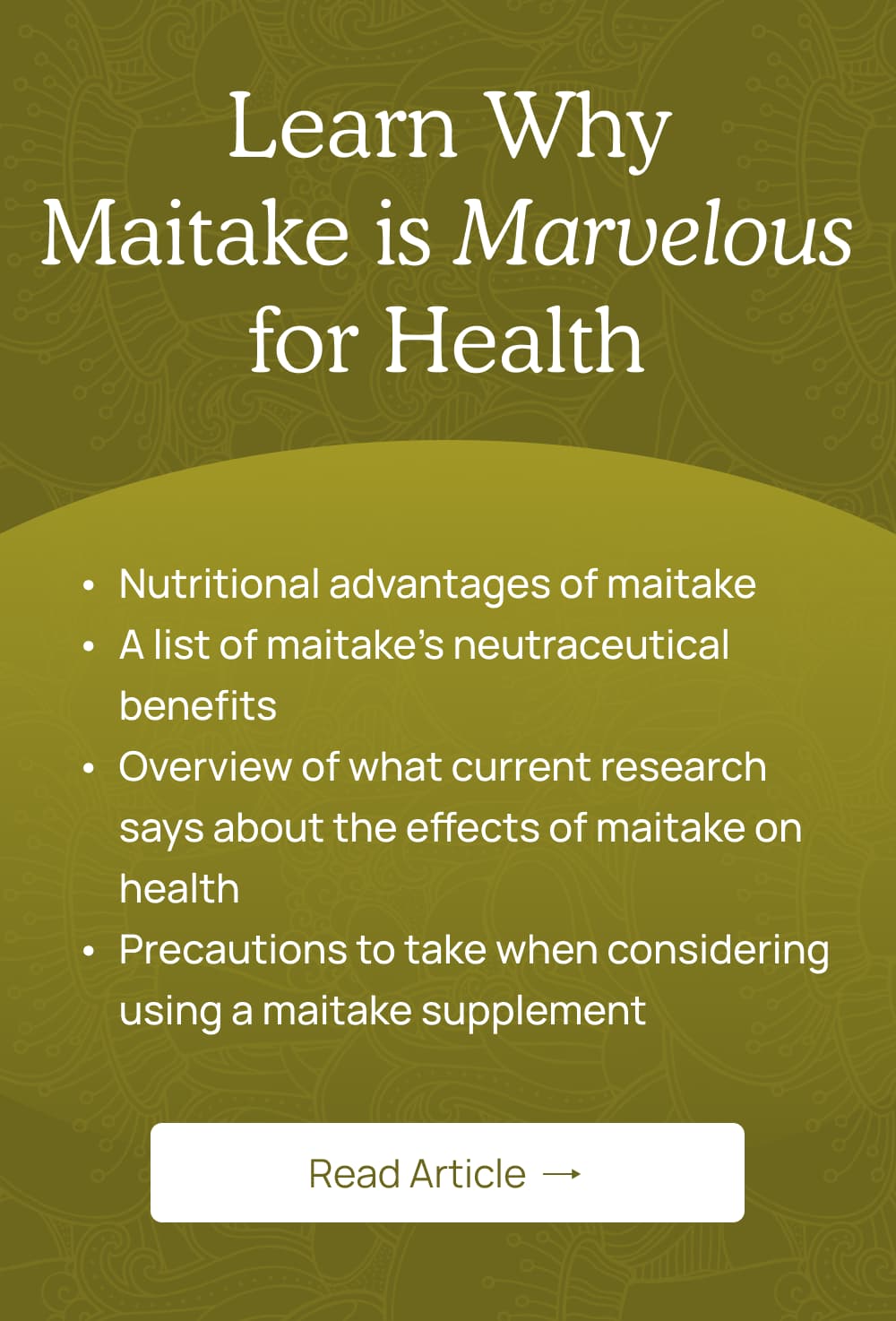 All About Maitake 🍄 Real Mushrooms