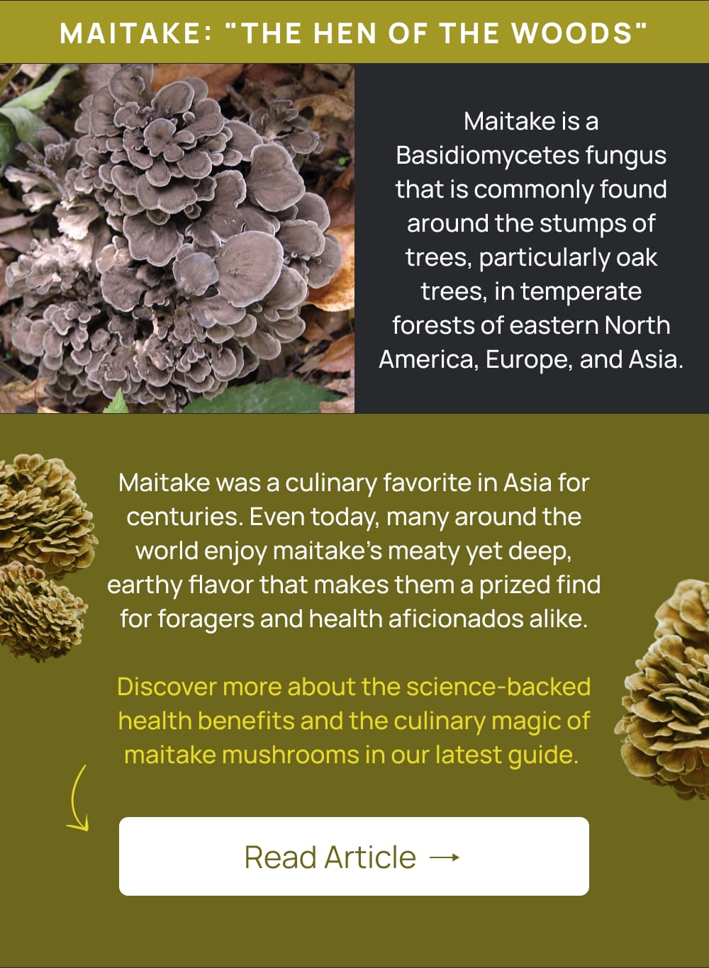 All About Maitake 🍄 Real Mushrooms