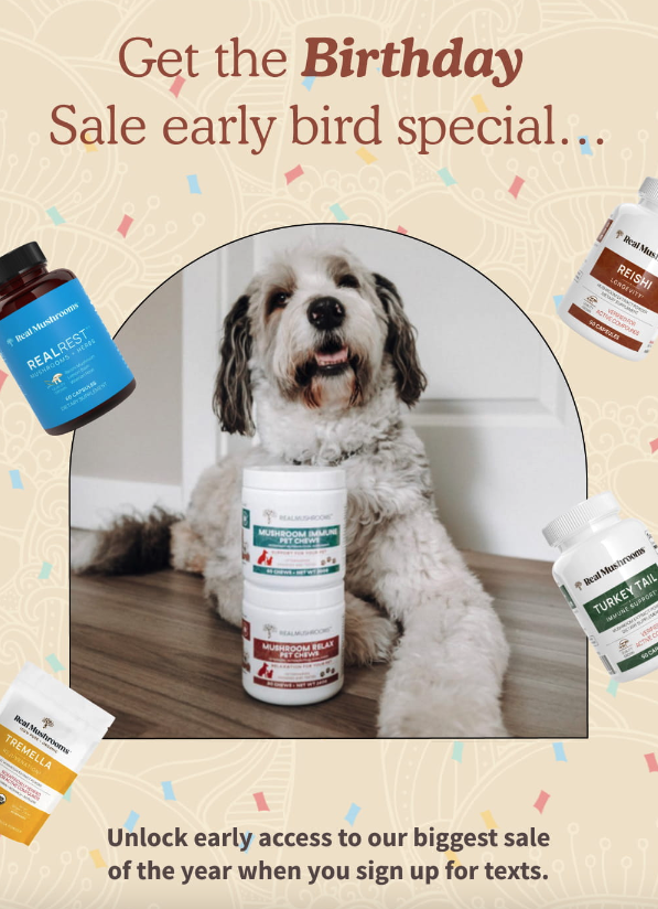 cats & mushrooms what you need to know Real Mushrooms