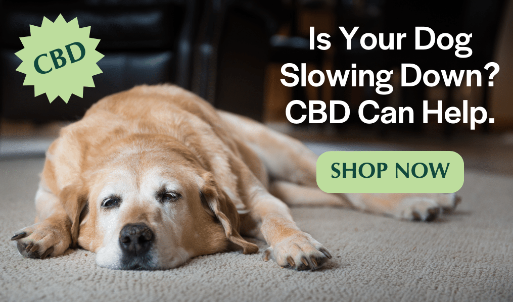 Senior Dog CBD