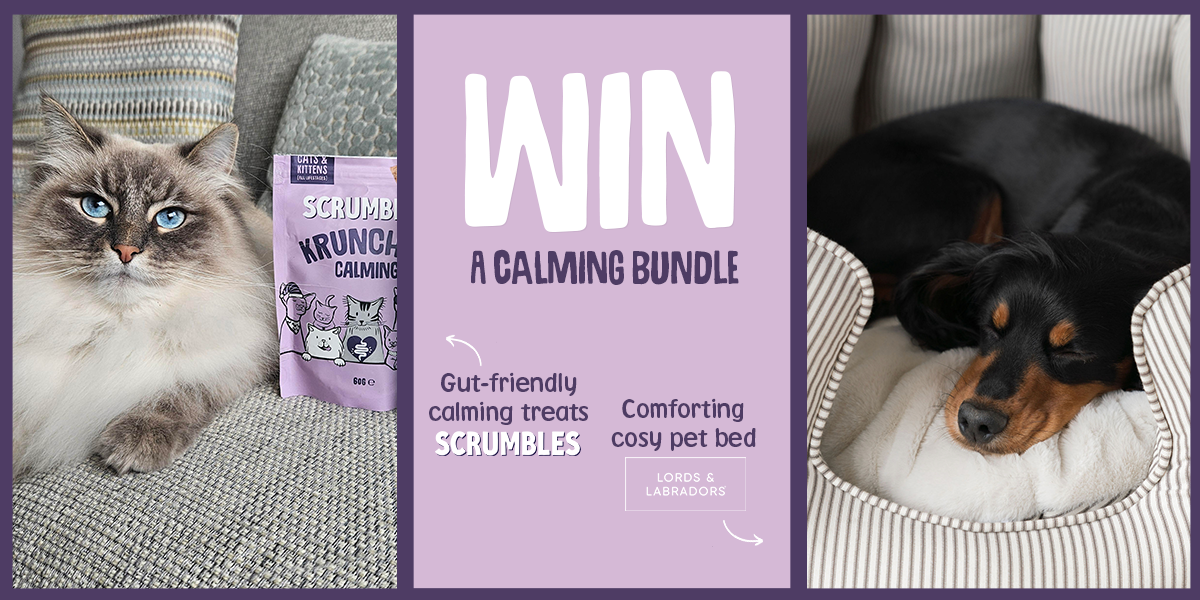 Image: https://d3k81ch9hvuctc.cloudfront.net/company/LJMMye/images/8b11233d-3250-40c4-9e35-4f1b7050359a.png