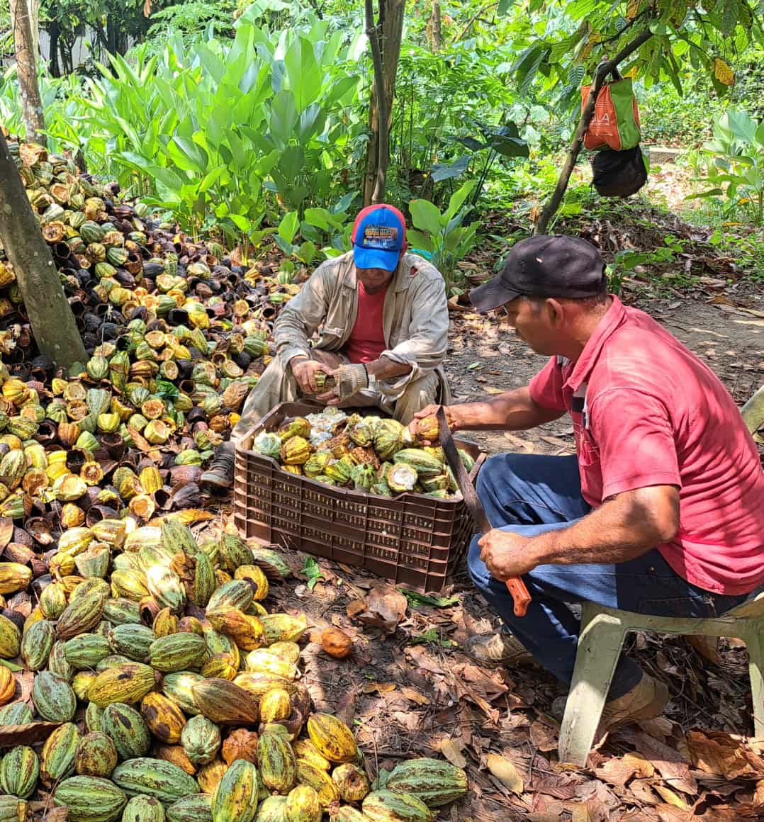 Farmers among cacao trees in the Cunduacán region of Tabasco, Mexico.&nbsp;