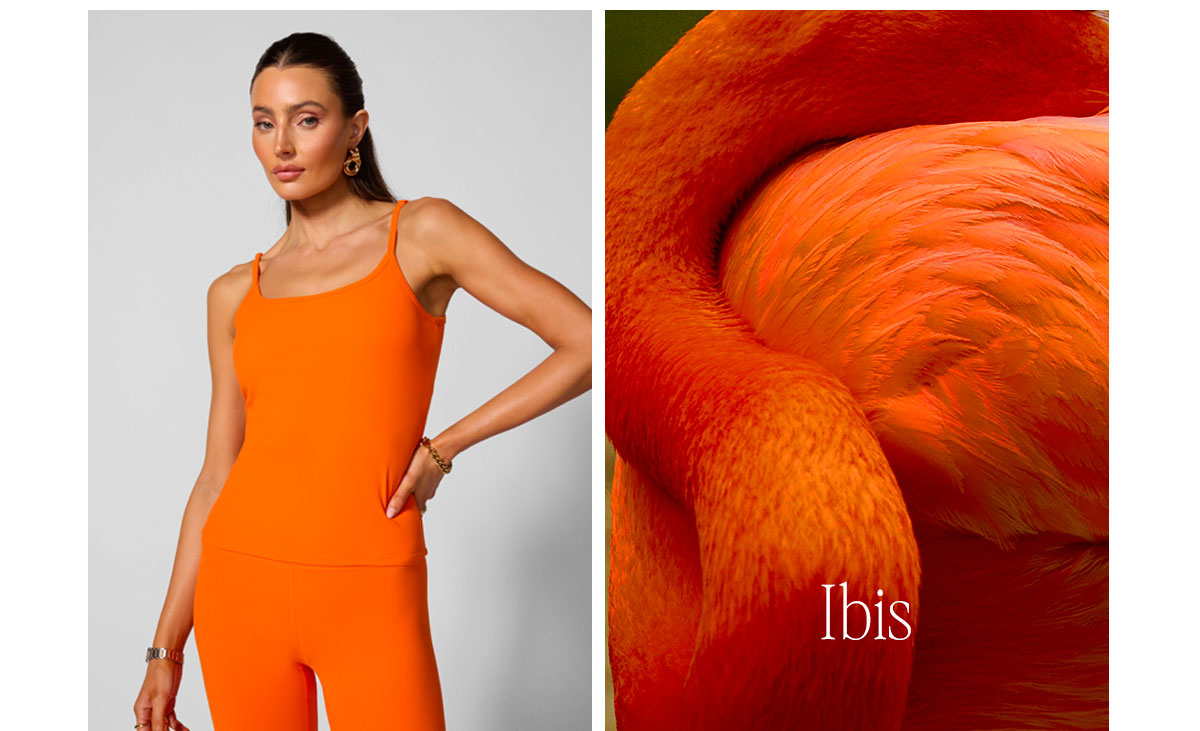 Ibis