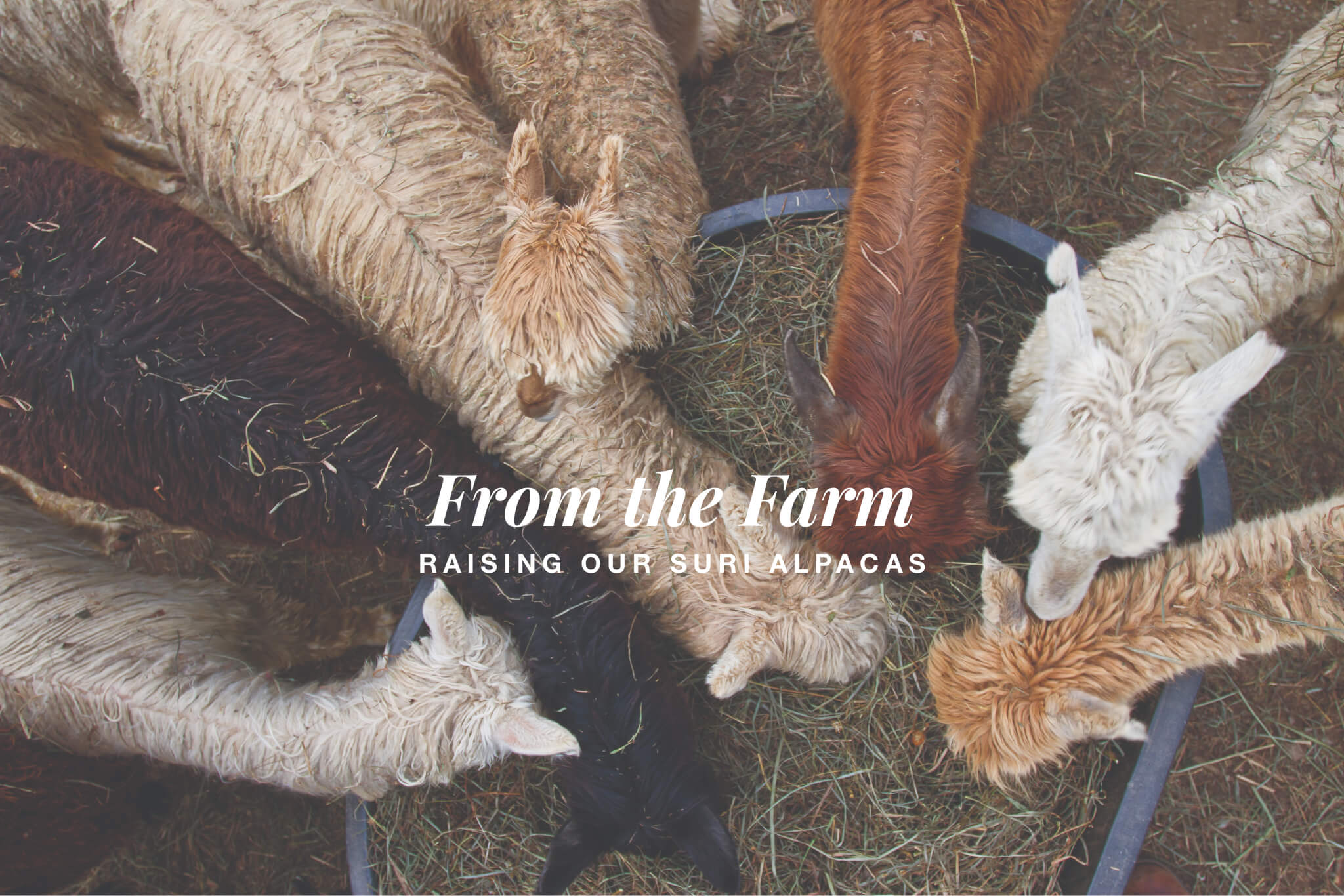 alicia adams alpaca