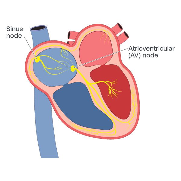 What is Ventricular Depolarization? Eko Health