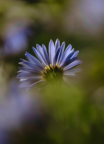 Prebiotic Inulin
