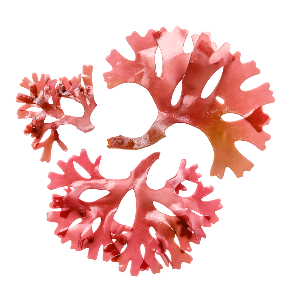 Red Algae