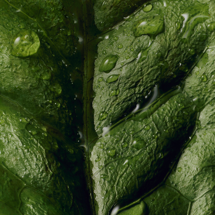 An image showing matcha tea leaves