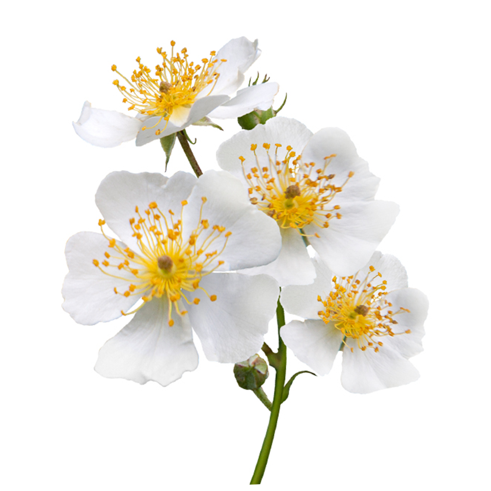 Wild Rose