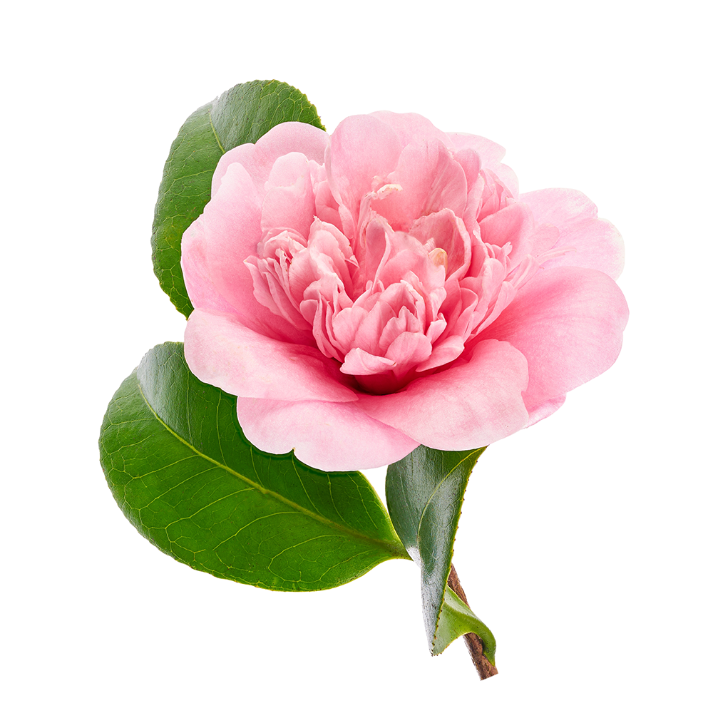 Camellia Oil Flower