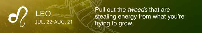 Pull out the tweeds that are stealing energy from what you’re trying to grow.