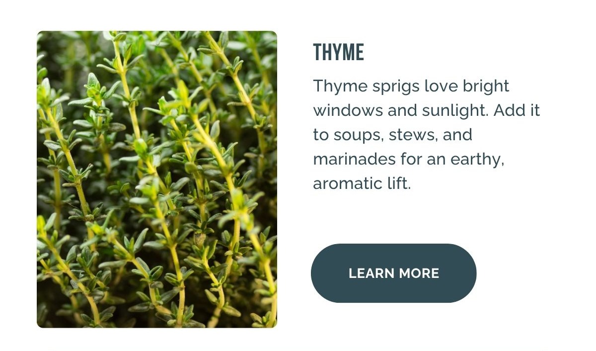 Thyme