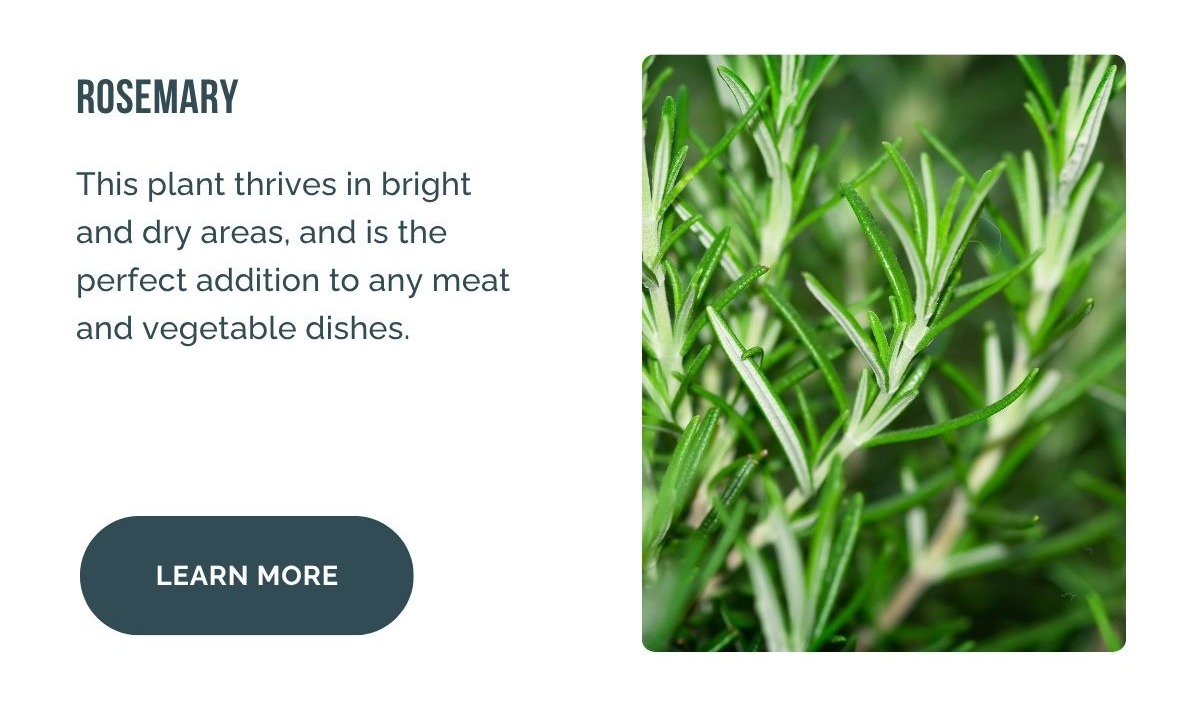 Rosemary