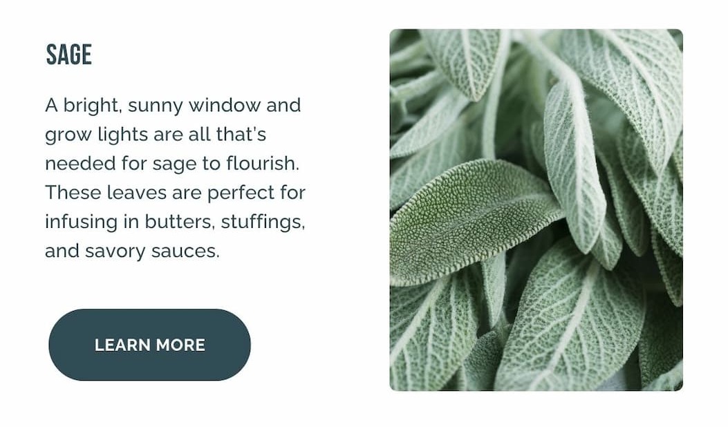 Sage