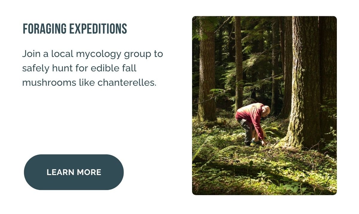 Foraging Expeditions