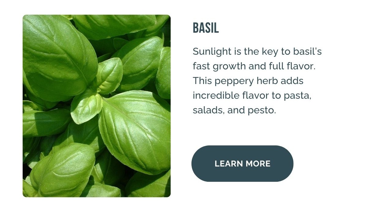 Basil