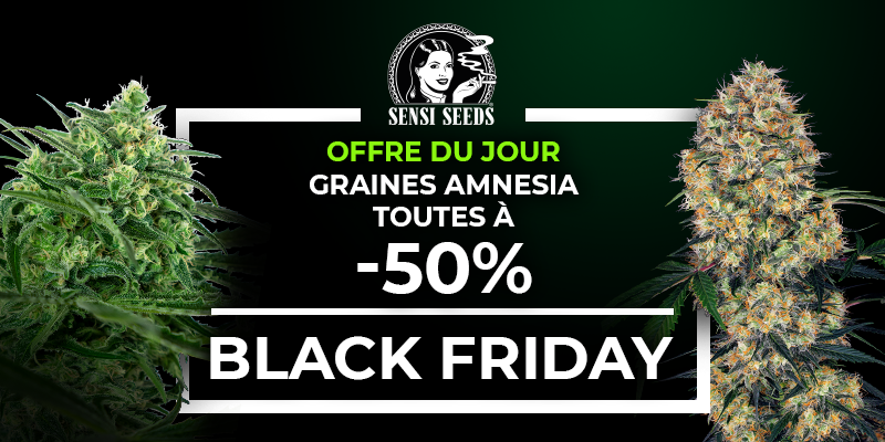SensiSeeds Black Friday Amnesia
